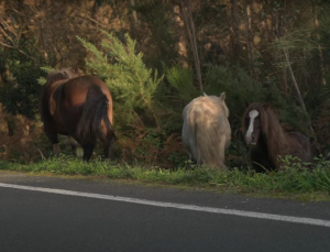 wild horses