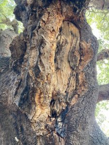 Close-up of a tree and its bark, ranging from a bright brown on the inside into a dark, almost black color on the outside.