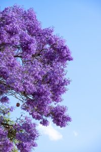 Purple blossoms of a tree in front of a blue sky.