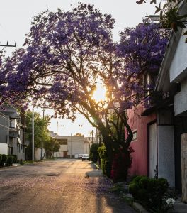 A street with a setting sun and a tree with purple blossoms.