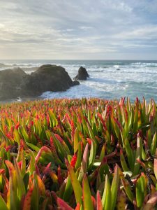Colorful red and green succulents in front of the ocean and breaking waves as well as some rocks.