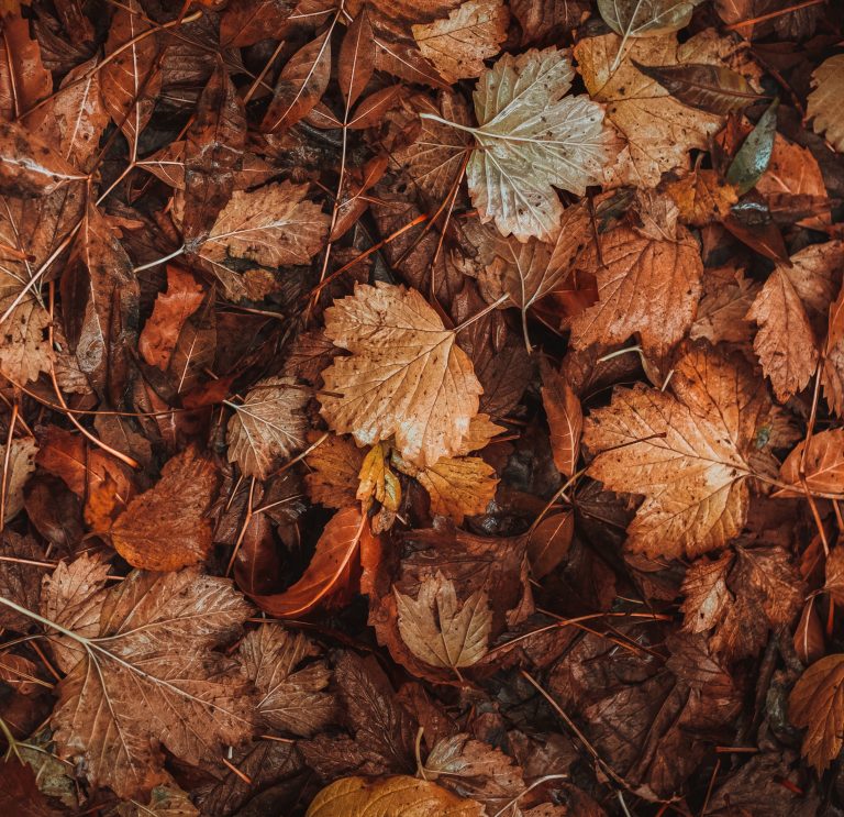 Many red and brown, wet leaves laying on the ground.