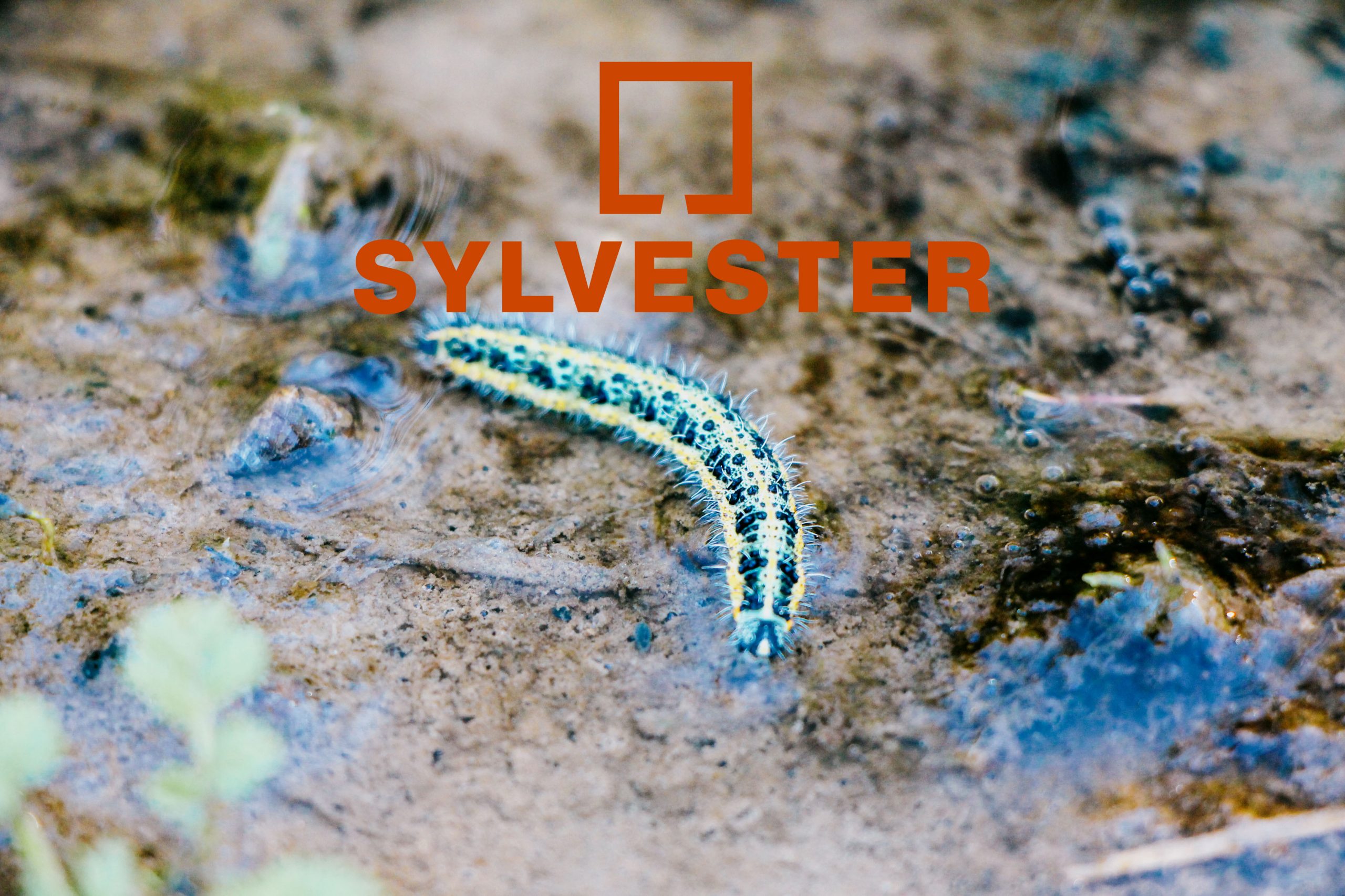A colorful caterpillar on water and sand. Above it a logo and the name "Sylvester".