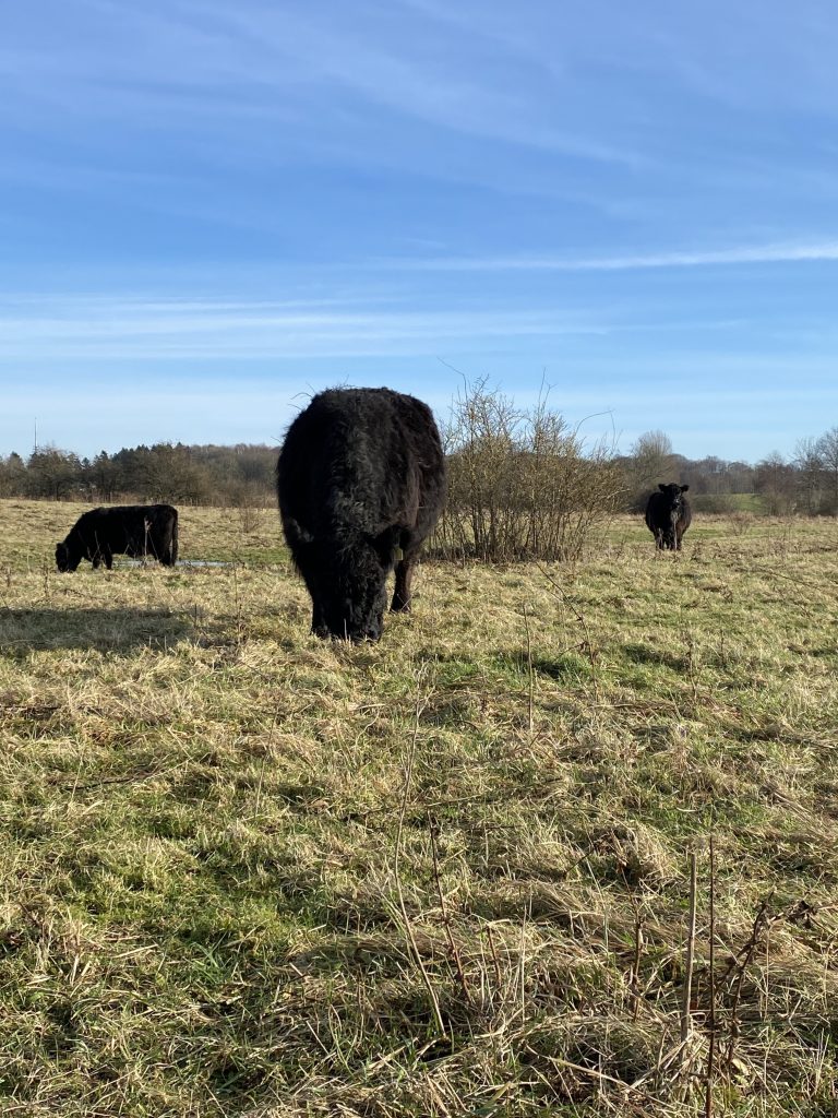 Three black kettle stand on a green meadow grazing.