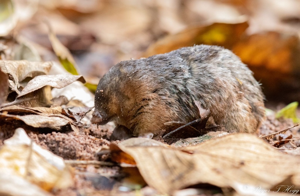 A mole standing on a ground containing sand and leaves.