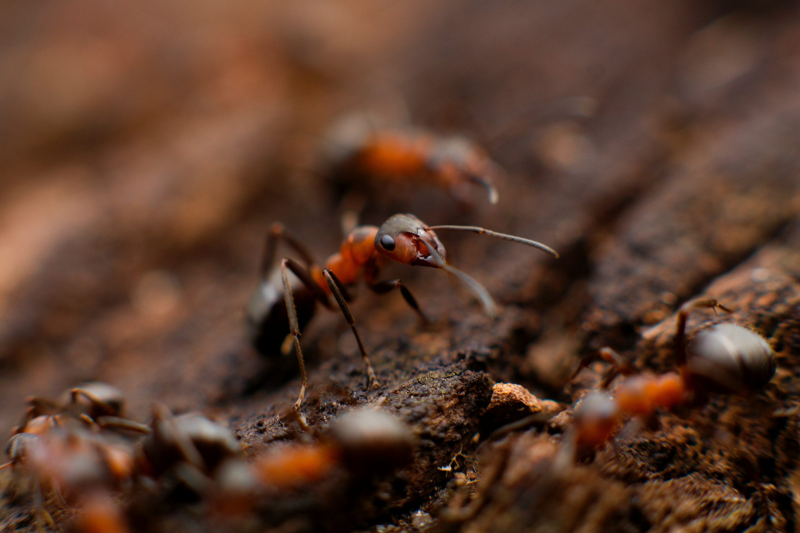 A close-up of red ants, details of one ant and its eyes clearly visible.