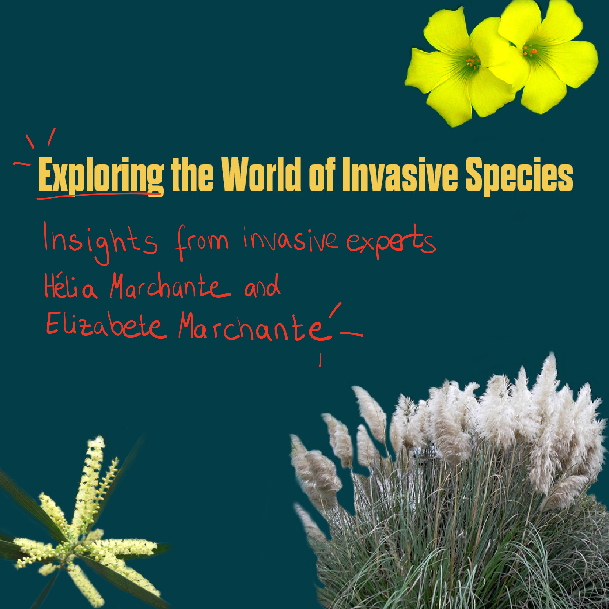 Image showing a few invasive plants in portugal and the following text: Exploring the World of Invasive Species: Insights from invasive species experts Hélia Marchante and Elizabete Marchante