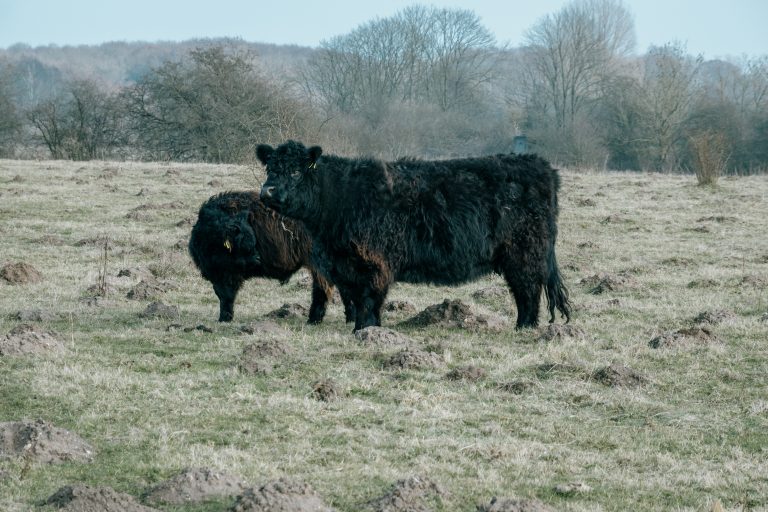 Two galloways standing on a pasture.