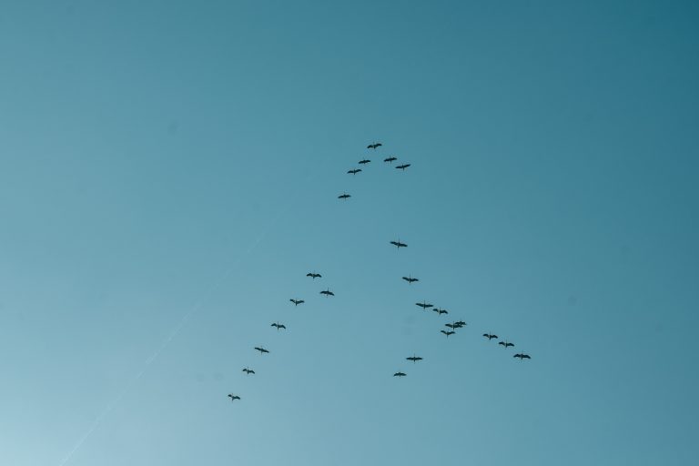 A group of birds flying in a blue sky photographed from below.