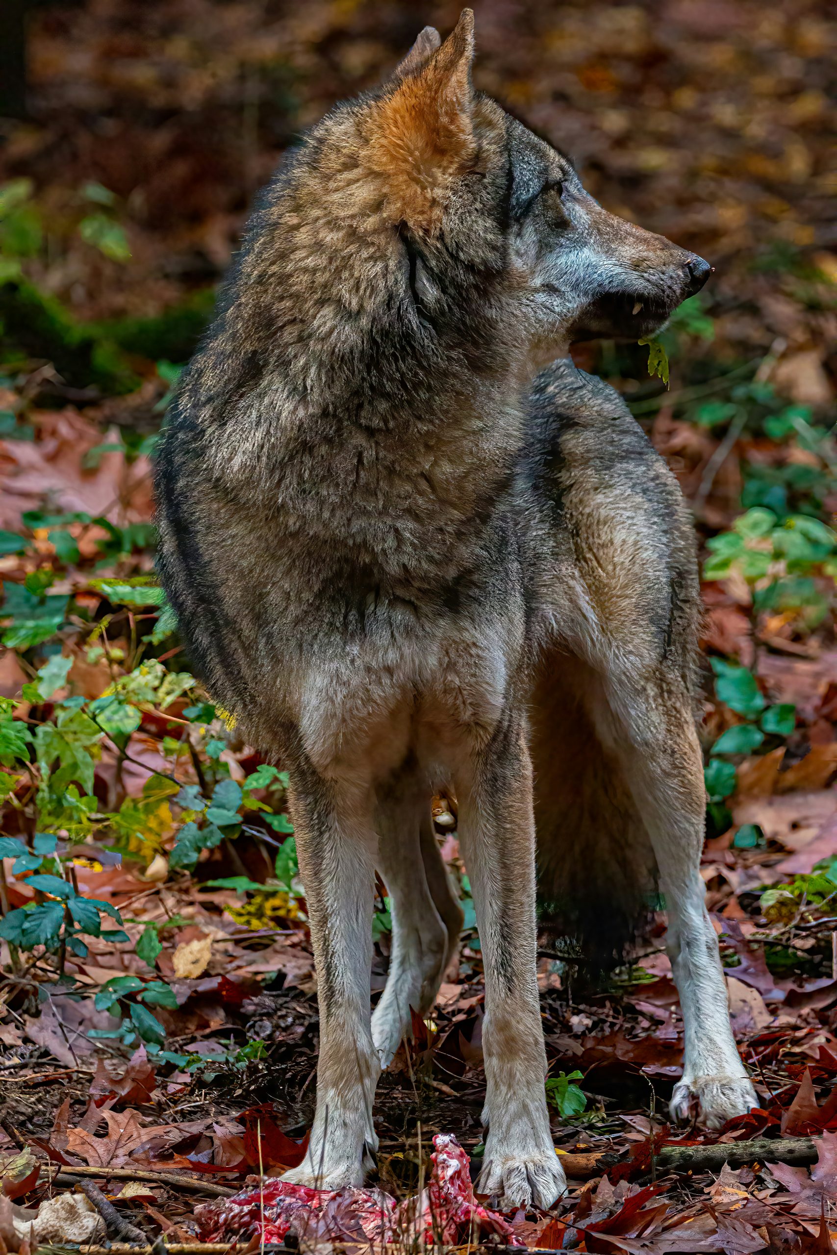 Wolf in forest looking back.