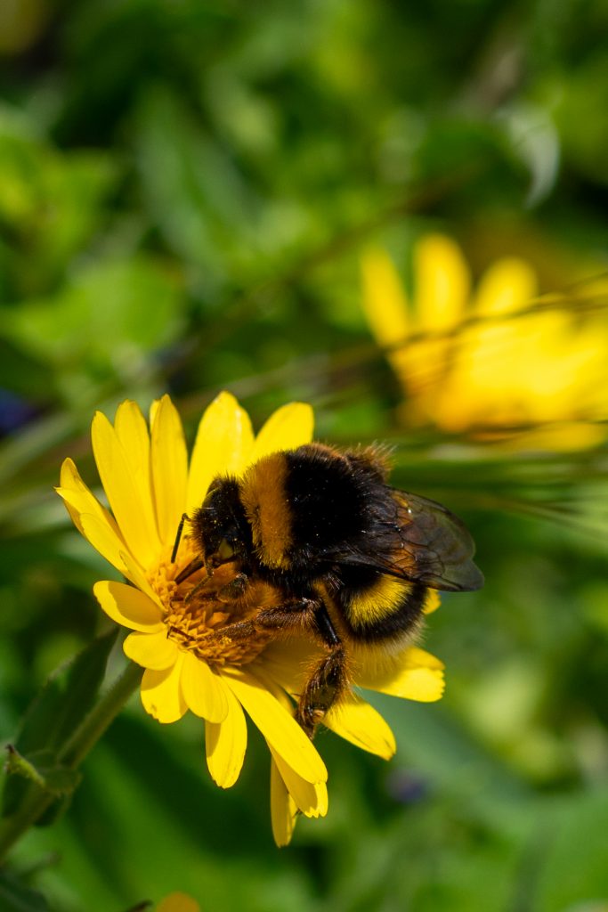bumblebee in a yellow flower with grassy background