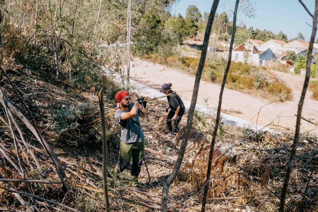 two humans working in an old eucalyptus plantation carrying out trees