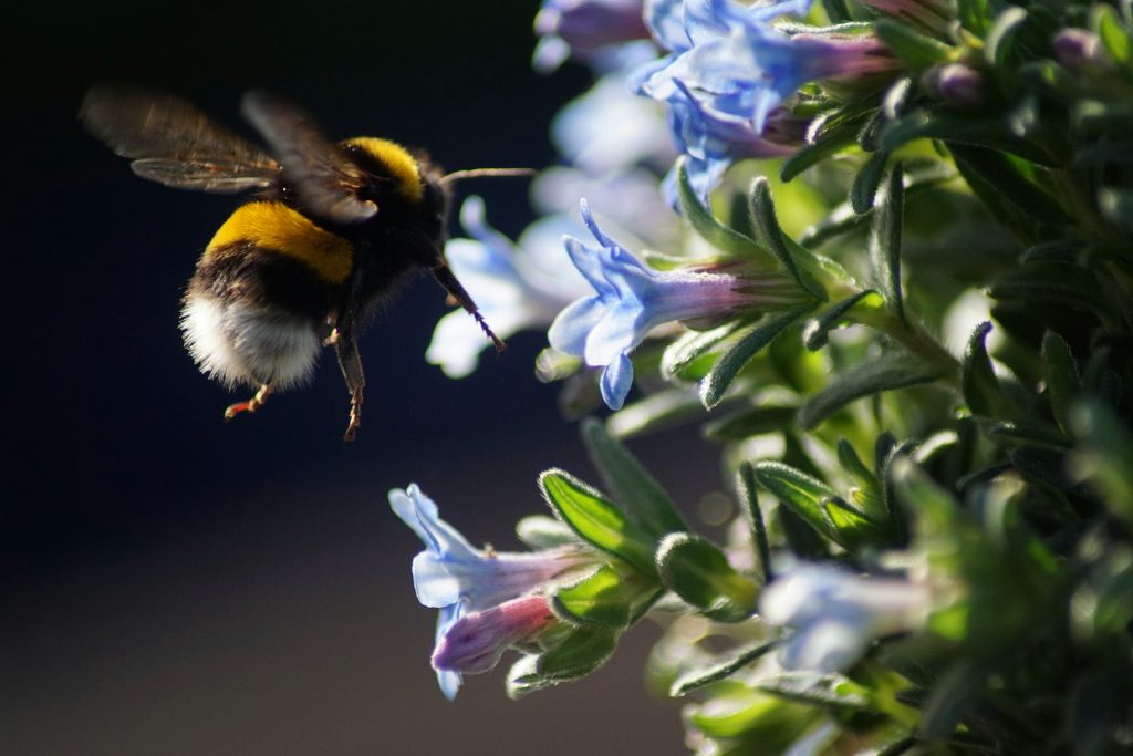 A bumblebee is flying in front of some blue blossoms.