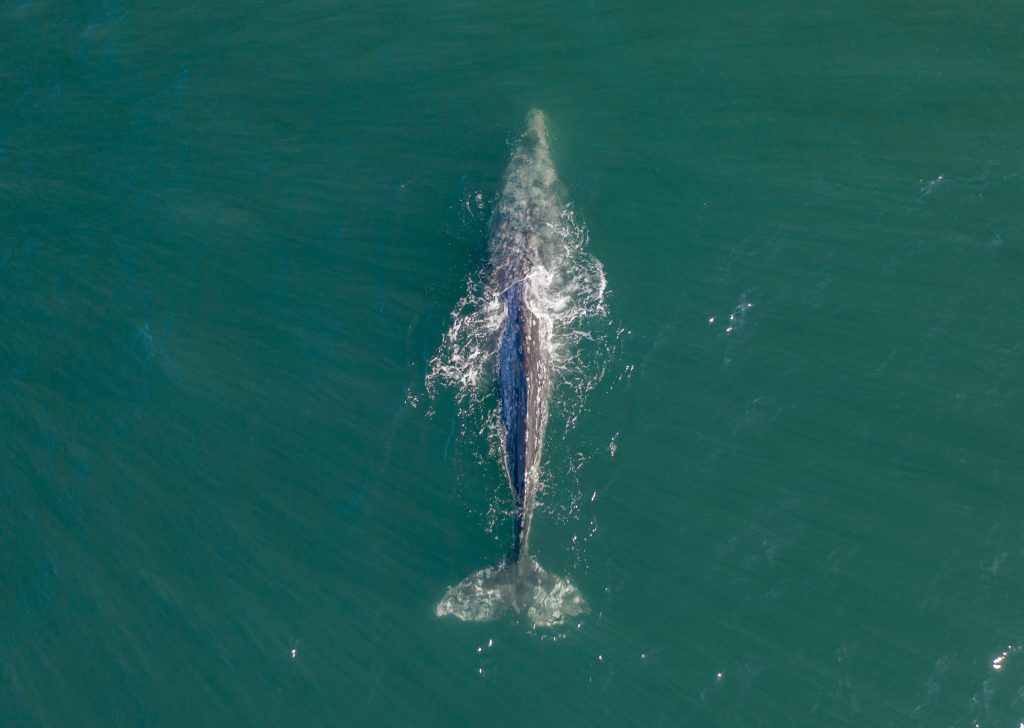 Bird's view of a grey whale breathing on the surface of the ocean.