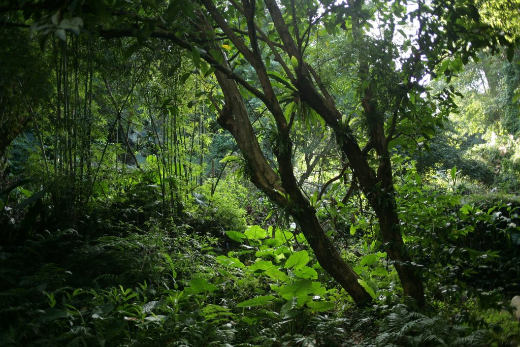 Green rainforest with abundance of plants and trees.