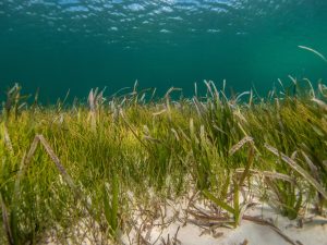 seagrass below the surface 