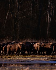herd of bisons in nature.