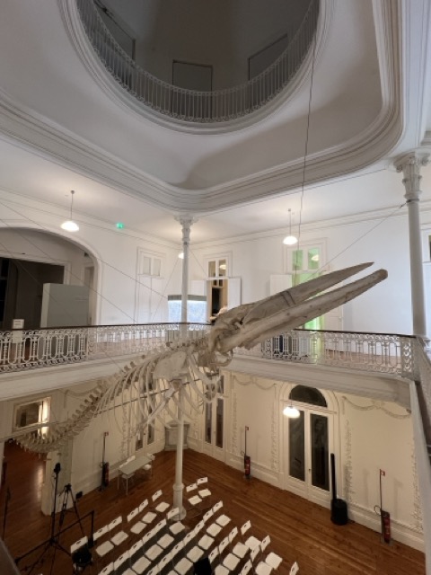 big wahl sklet in the biodiversity galery in porto