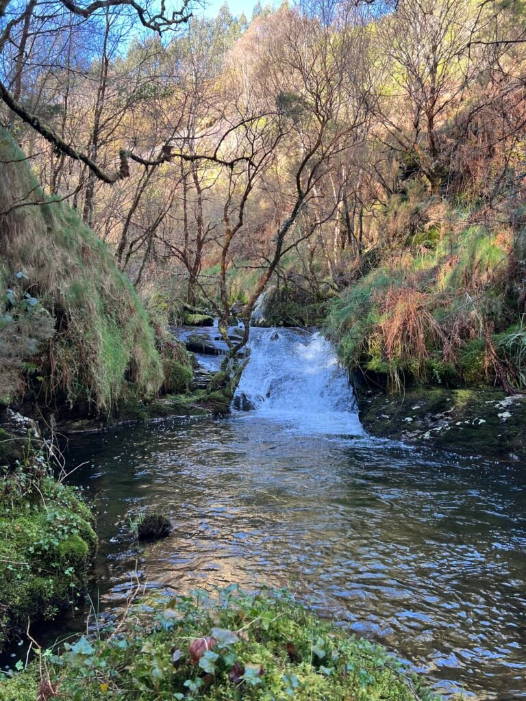 river in the forest