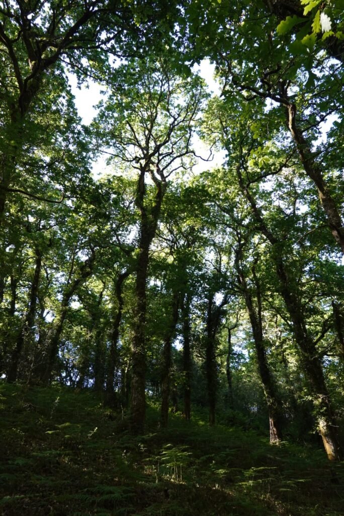 fraga forest