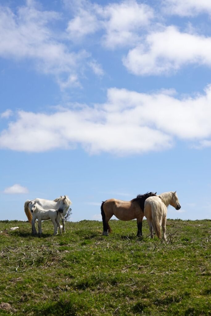 wild horses